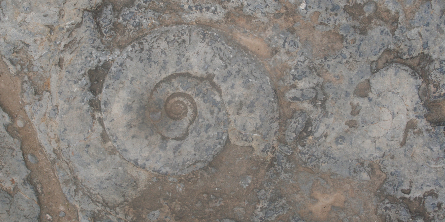 Fòssil d'ammonit